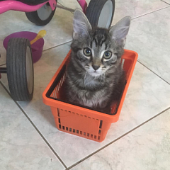 Ari
