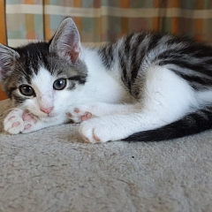 Pippin