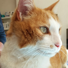 Mäxle (FIV+)