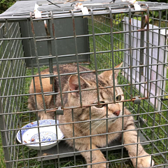 Minou de Willer