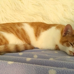Milou - der coole Beobachter