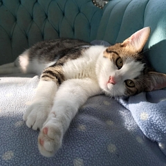 Mika