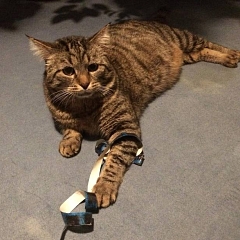 Momo - scheuer aber zarter Seelenkater