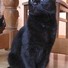 Cesar
