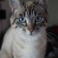Bernie