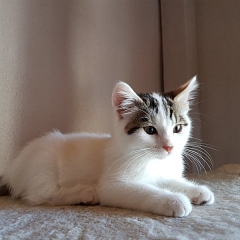 Gipsy