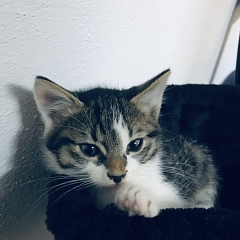 Tibbs