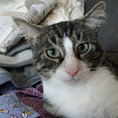 Manni der Schmusekater