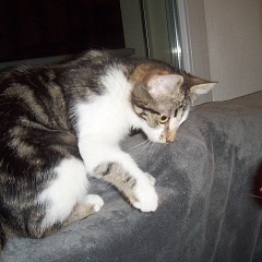 Calista