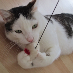 Filou