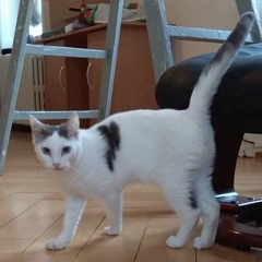 Grisou - liebt Menschen, Katzen, Hunde