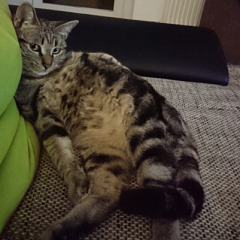 Moritz, der Hundeflüsterer
