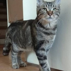 Max