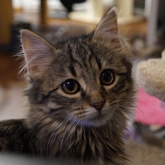 Loki