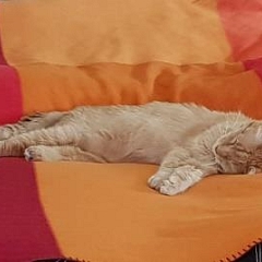 Mietzi/ Mimi
