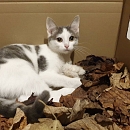 Perla
