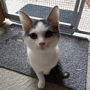 Perla