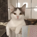 Perla