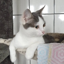 Perla
