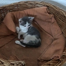 Perla