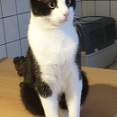 Felix
