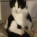 Felix