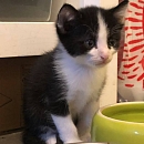 Felix