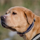 Sascha