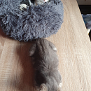 Lotti