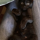 Lenny