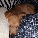 Spot