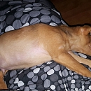 Spot