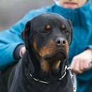 Paco