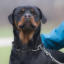 Paco