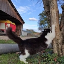 Bouba