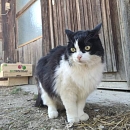 Bouba