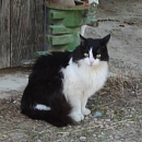 Bouba