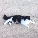 Bouba