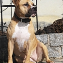 Diva