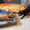 Diva