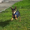 Maxi