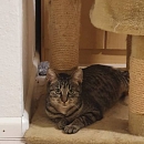 Arya