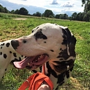 Oreo