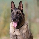 Kira