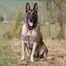 Kira