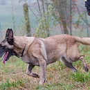 Kira