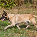 Kira