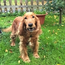 Emmi