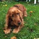 Emmi
