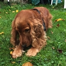 Emmi